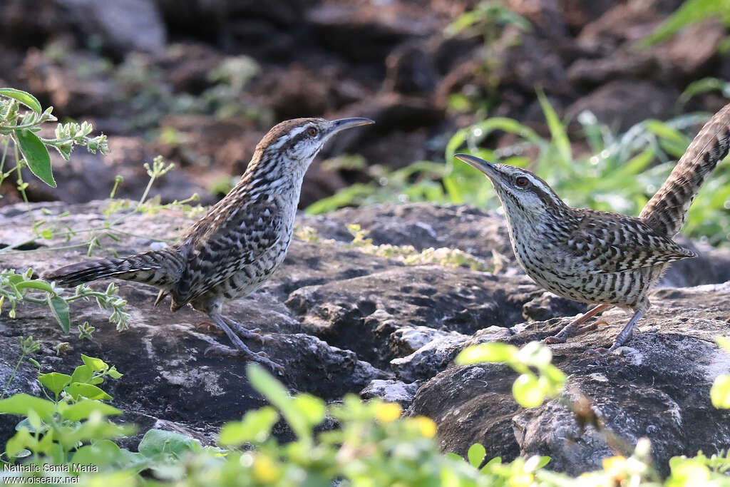 Yucatan Wrenadult