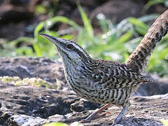 Yucatan Wren