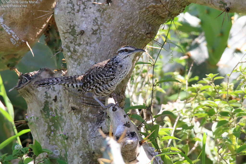 Yucatan Wrenadult, identification