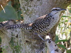 Yucatan Wren