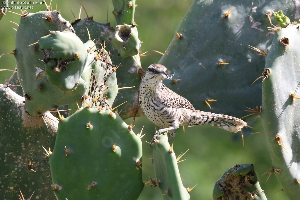 Yucatan Wrenadult, identification