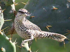 Yucatan Wren