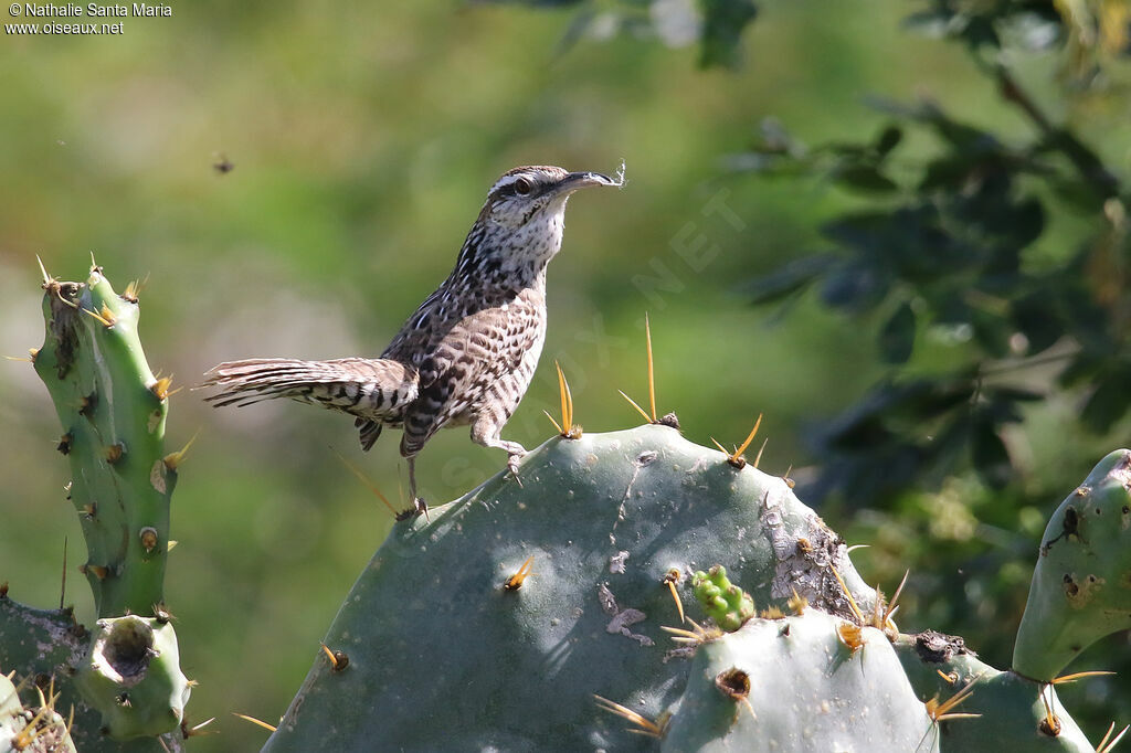 Troglodyte du Yucatanadulte, identification