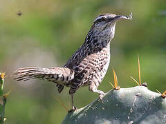 Yucatan Wren