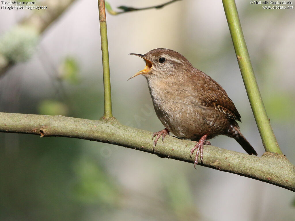 Eurasian Wren male adult, identification, song