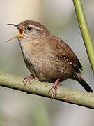 Eurasian Wren