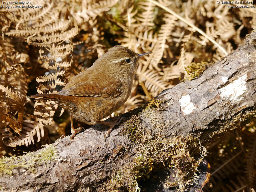 Eurasian Wrenadult, identification, walking, Behaviour