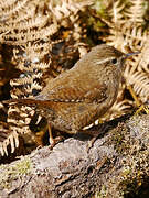 Eurasian Wren