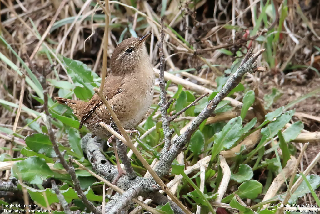 Troglodyte mignonadulte, identification