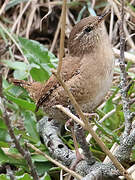 Eurasian Wren