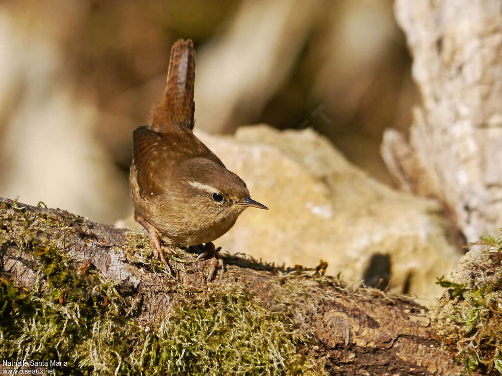 Eurasian Wrenadult, identification