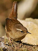 Eurasian Wren