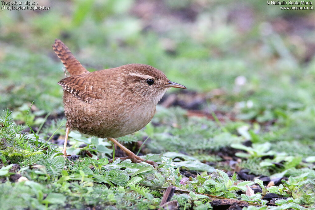 Eurasian Wrenadult, identification, Behaviour