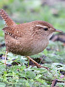 Eurasian Wren