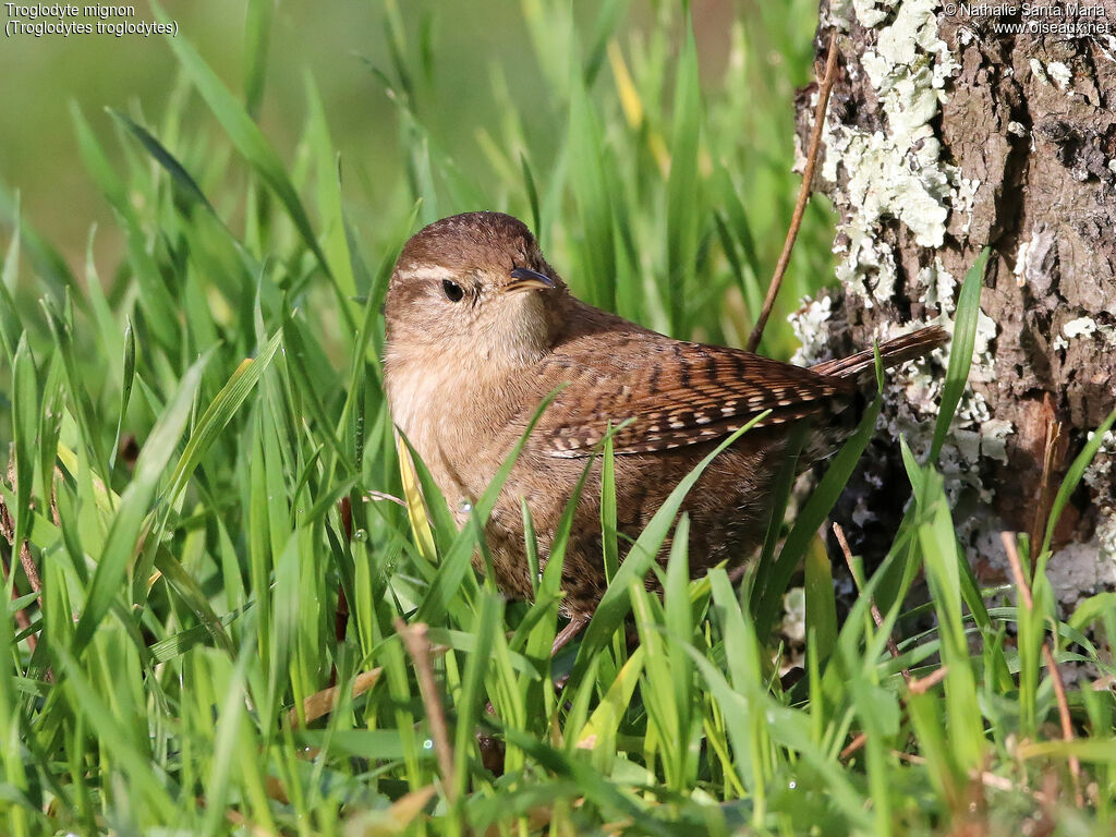 Eurasian Wrenadult, identification, habitat, Behaviour