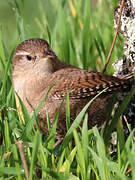 Eurasian Wren