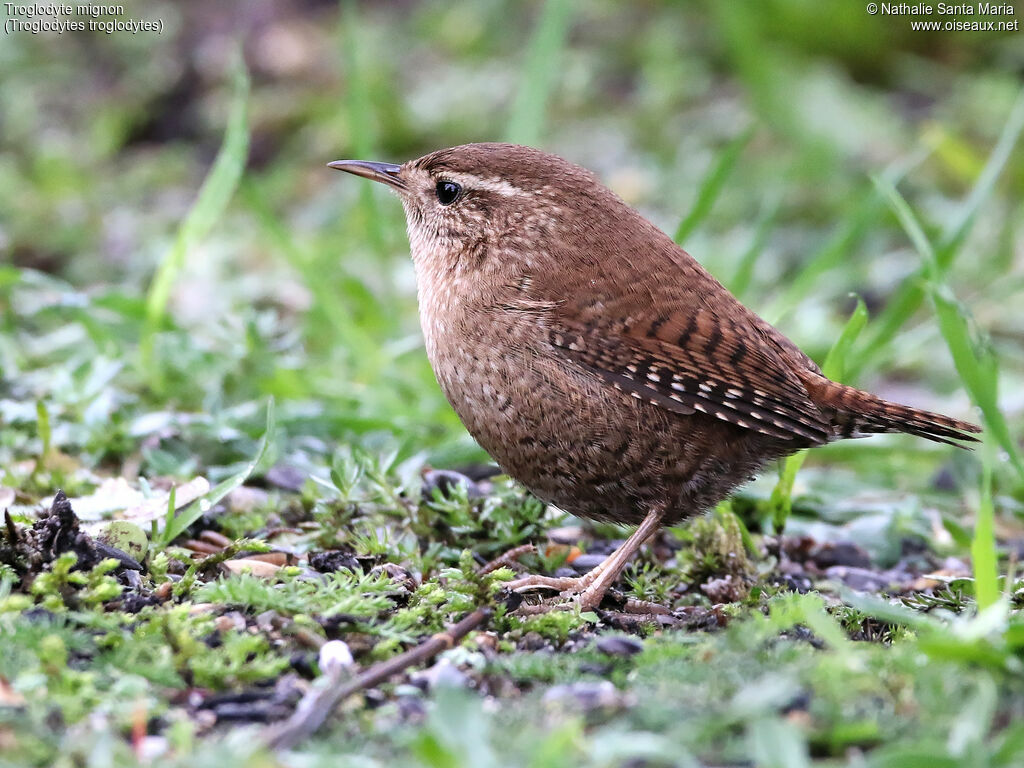 Eurasian Wrenadult, identification, close-up portrait, Behaviour