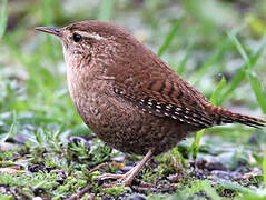 Eurasian Wren