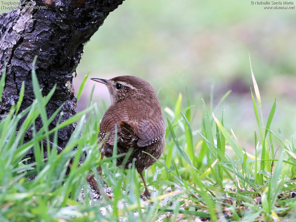 Eurasian Wrenadult, identification, Behaviour