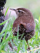 Eurasian Wren