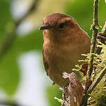 Troglodyte montagnard