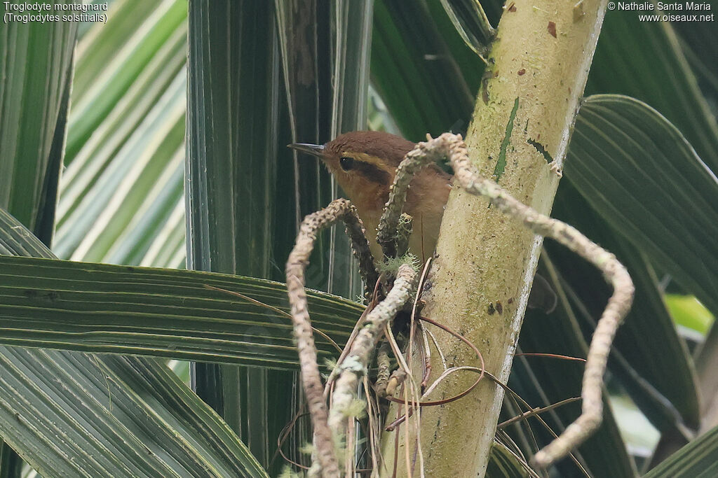 Troglodyte montagnardadulte, identification, pêche/chasse