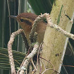 Troglodyte montagnard