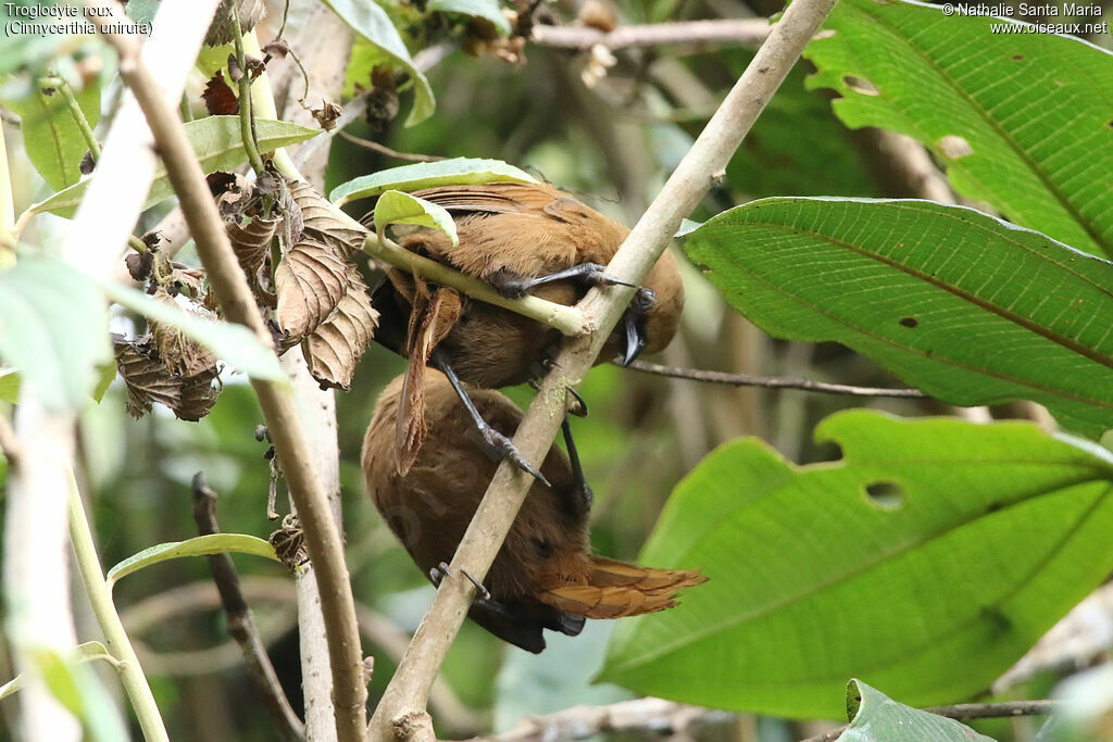 Rufous Wrenadult, care