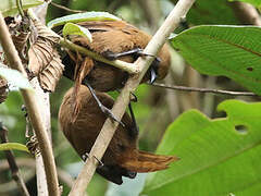 Rufous Wren