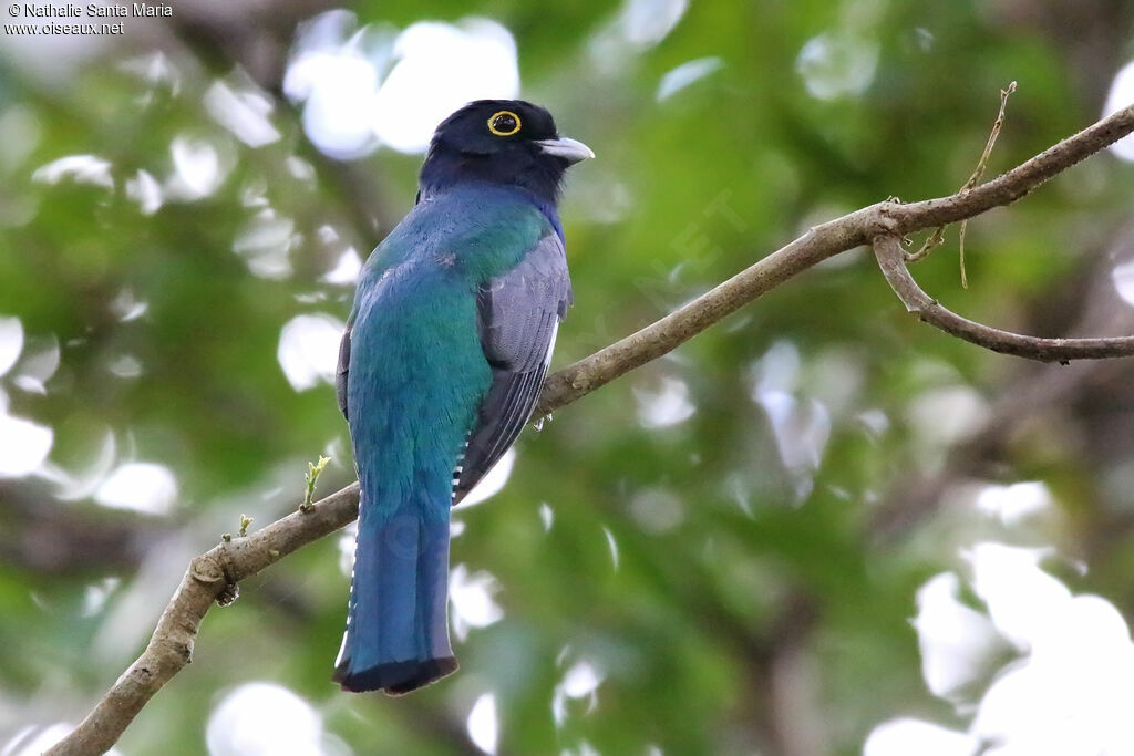 Trogon à lunettes jaunes mâle adulte, identification