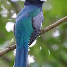 Trogon à lunettes jaunes