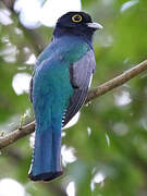 Trogon à lunettes jaunes