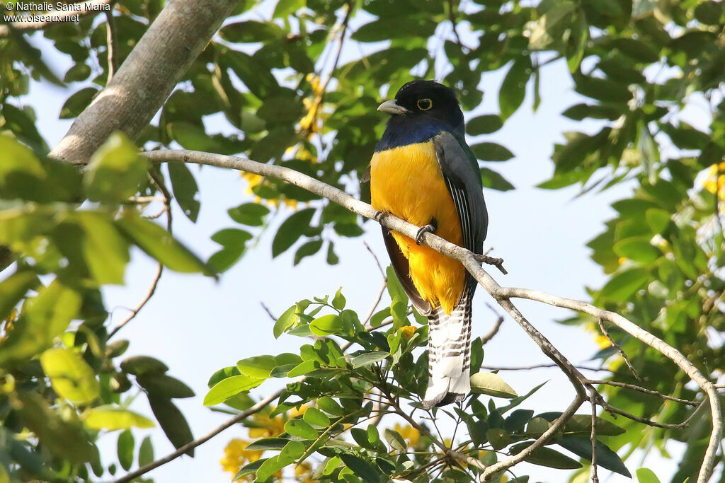 Trogon à lunettes jaunes mâle adulte