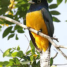 Trogon à lunettes jaunes
