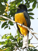 Trogon à lunettes jaunes