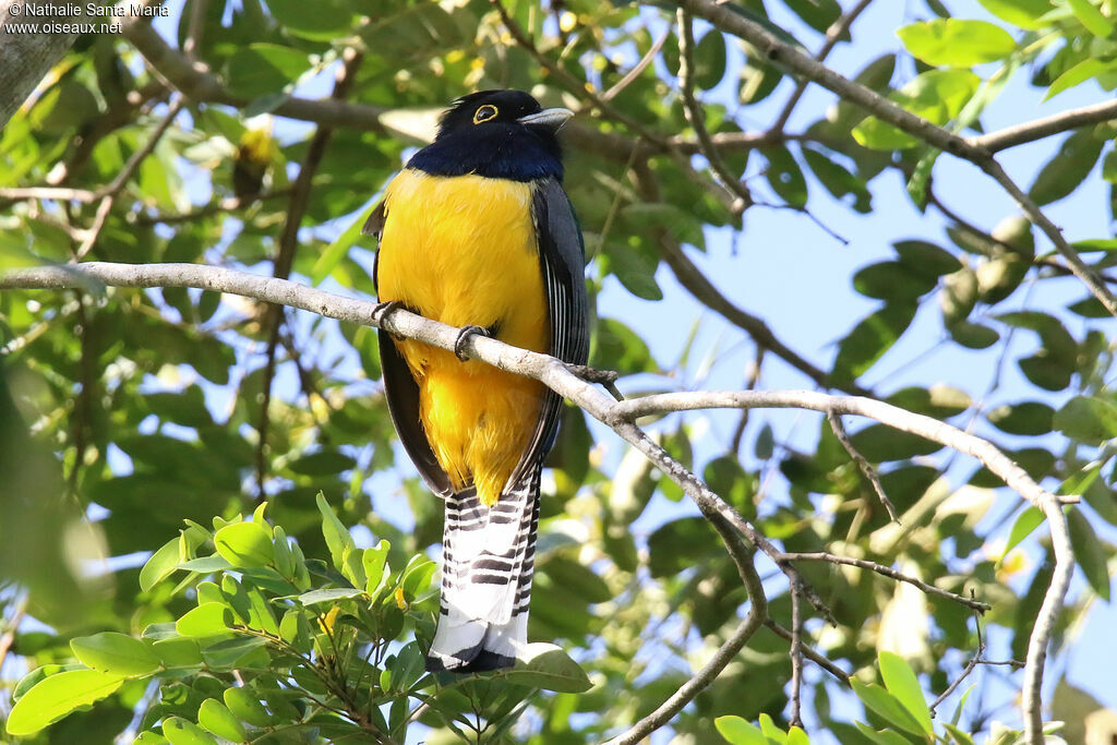 Gartered Trogon male adult, identification