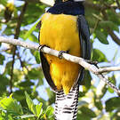 Trogon à lunettes jaunes