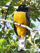 Gartered Trogon