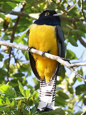 Trogon à lunettes jaunes