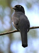 Gartered Trogon