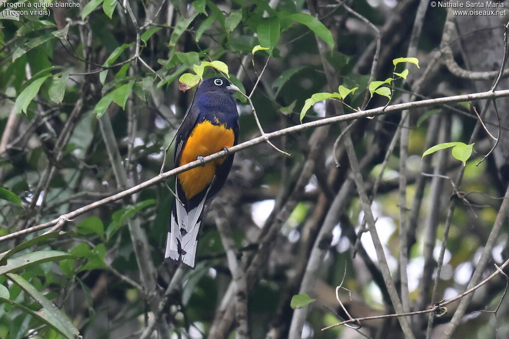 Trogon à queue blanche mâle adulte, identification