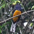 Trogon à queue blanche