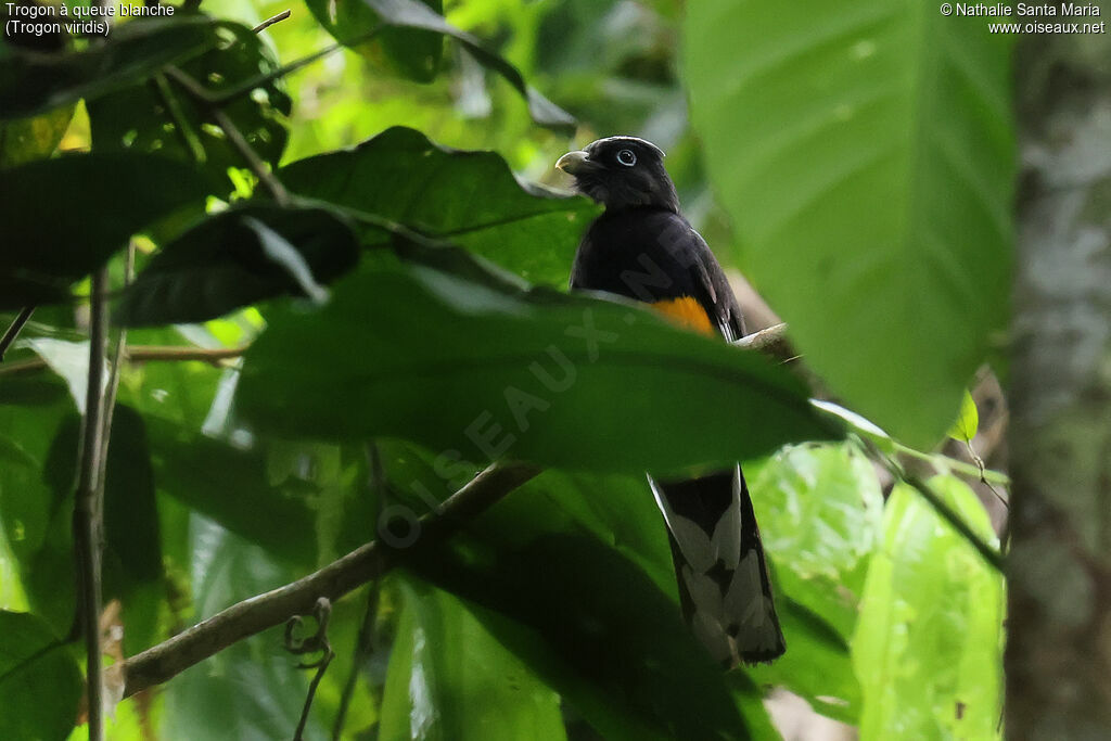 Trogon à queue blanche