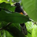 Trogon à queue blanche