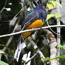Trogon à queue blanche
