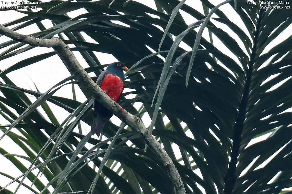 Trogon à queue noire mâle adulte, identification