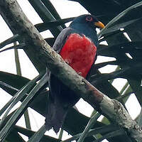 Trogon à queue noire