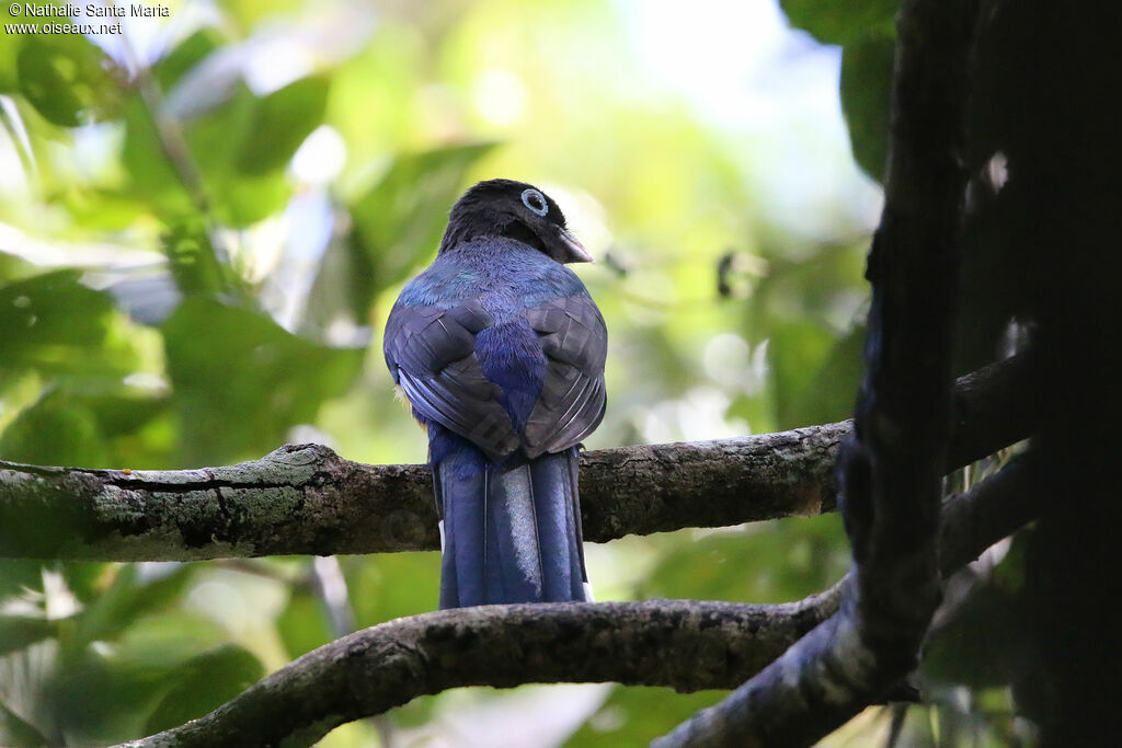 Trogon à tête noire mâle adulte, identification