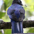 Trogon à tête noire