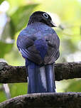 Trogon à tête noire